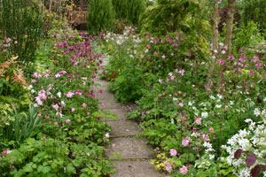 Aquilegias